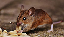 24 Hour & Emergency Exterminators in Cupertino, CA